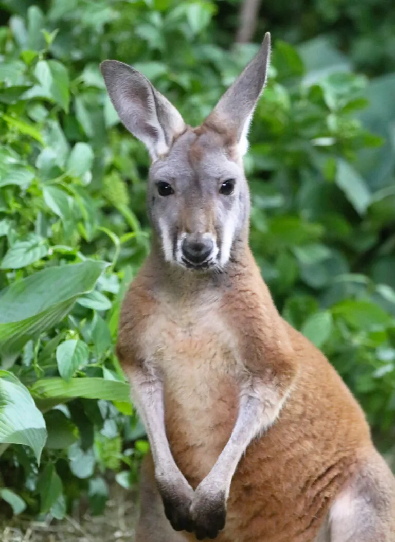 Kangaroo