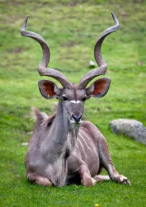 Male kudu with horns
