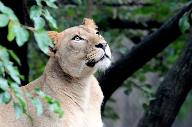 lioness zuri at indiapolis zoo