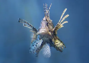 Lionfish front view