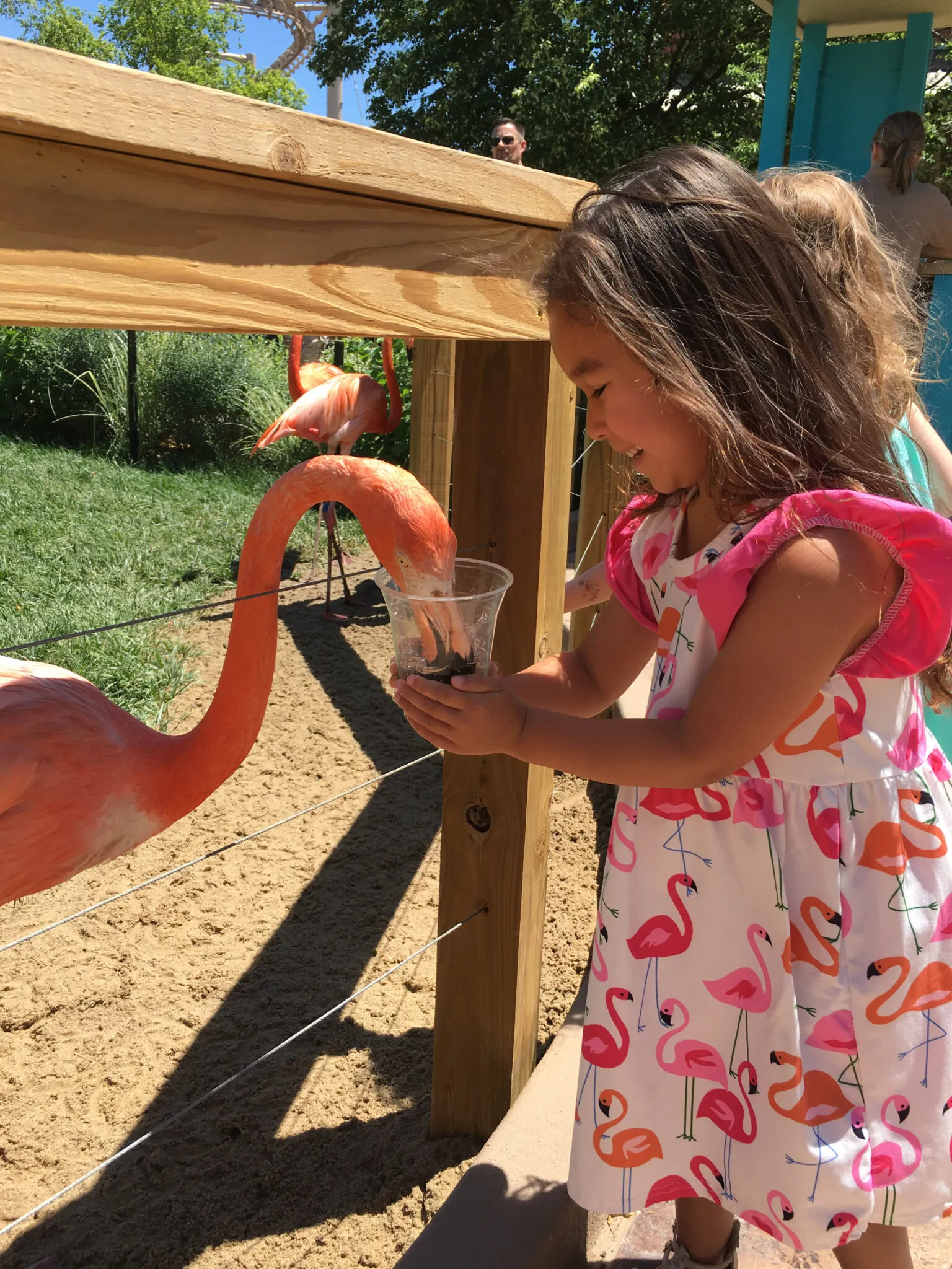 Little Girl Flamingo Feed - youth and family programs