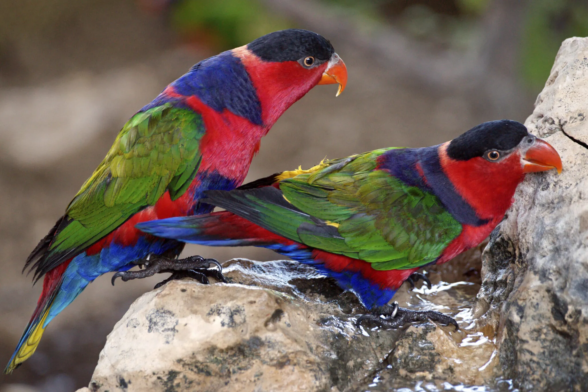 Two black-capped lories on a rock