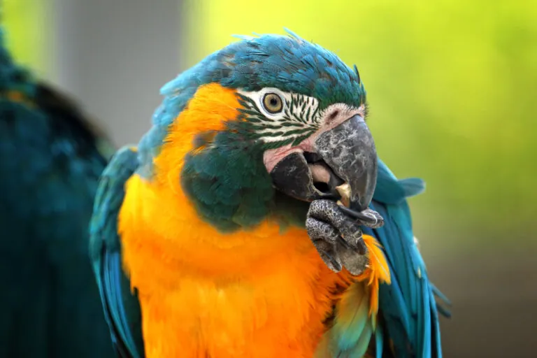 Blue-throated macaw