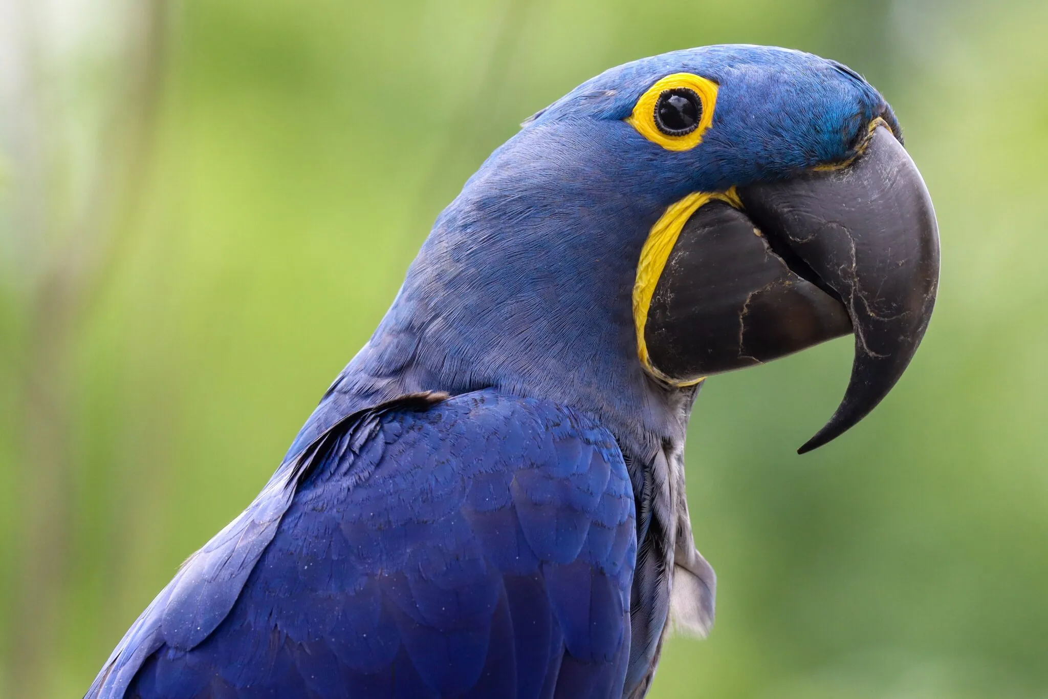 A blue Hyacinth macaw is shown in profile looking to the right. The feathers are royal blue with yellow accents around the eye and beak.