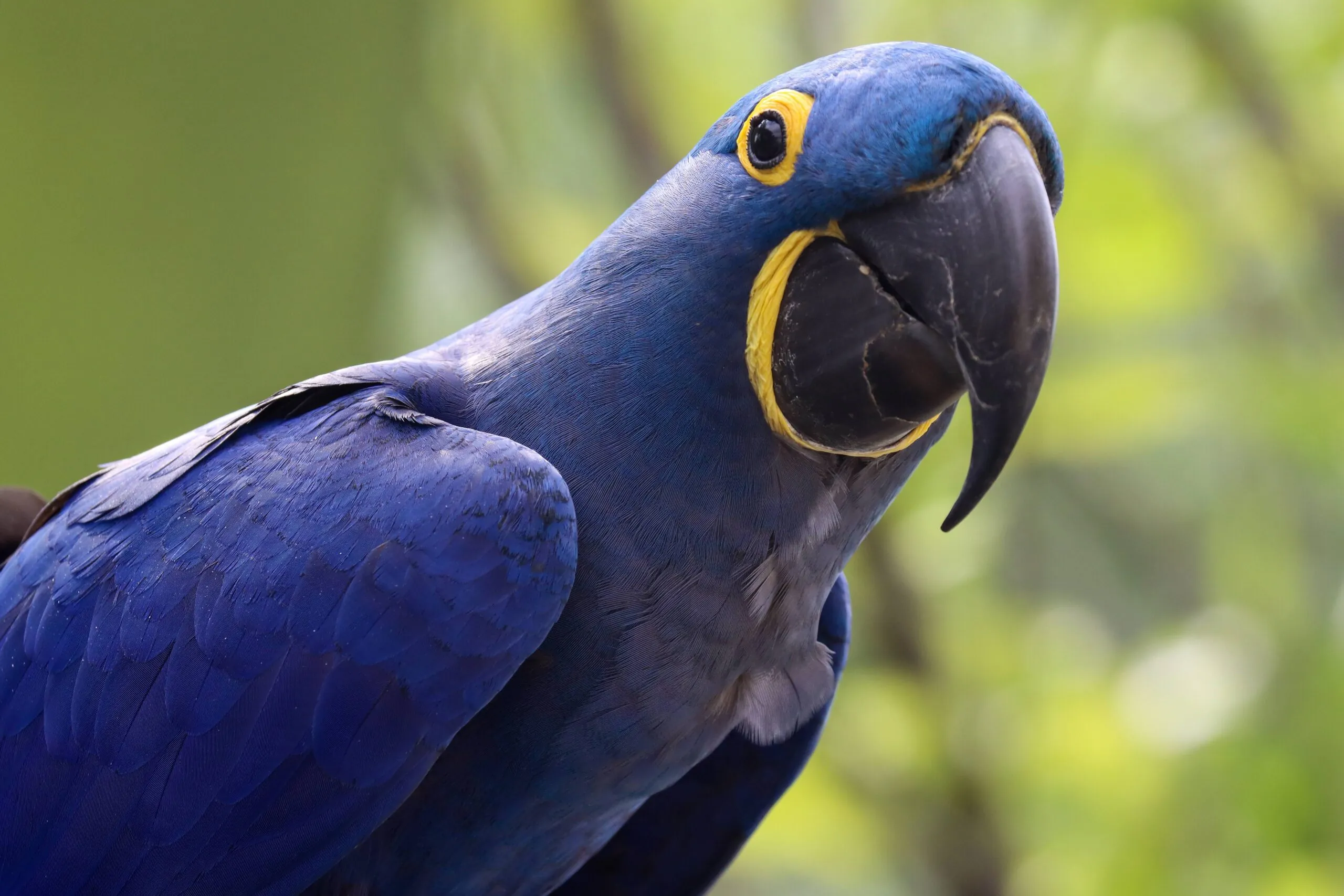 Hyacinth macaw shown in profile. His feathers are royal blue and there are bright yellow accents around his eyes and beak.