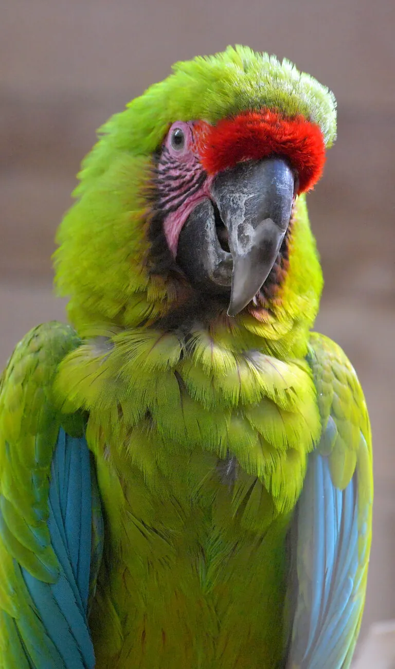 Great green macaw