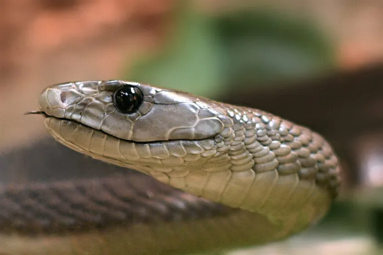 Black mamba close-up