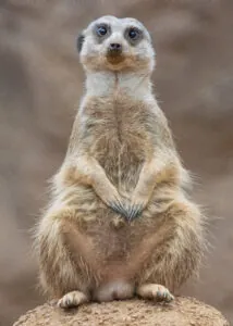 Meerkat sitting up