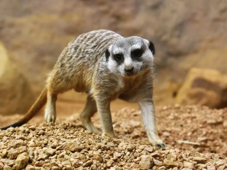 Meerkat walking