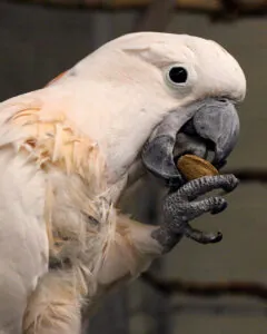 Salmon-crested cockatoo eating a nut