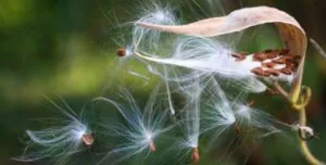 Photo shows a close-up of an open seed pod for a common milkweed plant. Seeds attached to white, fluffy material float away from the pod, caught in a breeze.