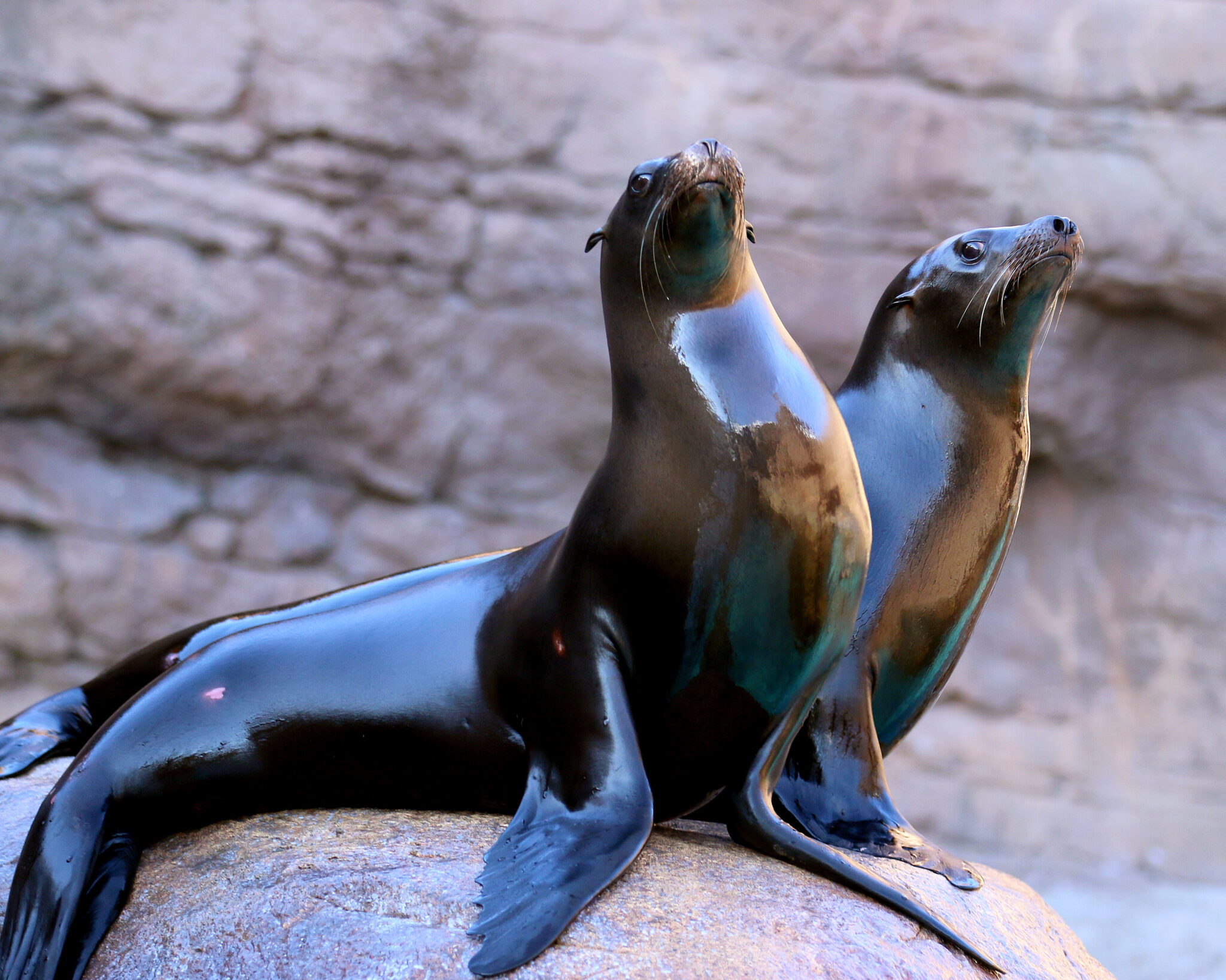 Sea lions sitting on rock