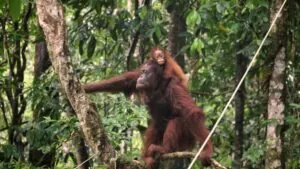 Orangutan mom and baby in trees