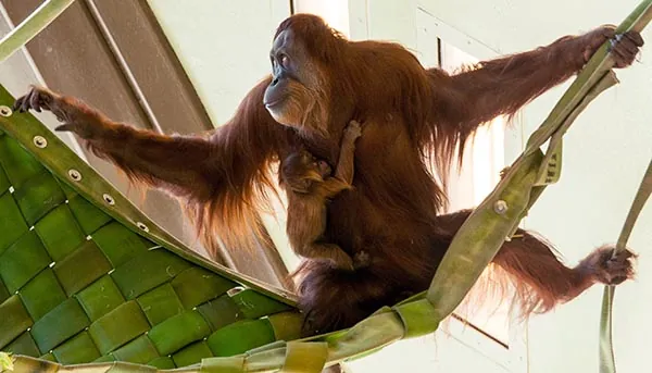 Female orangutan on hammock with baby holding on