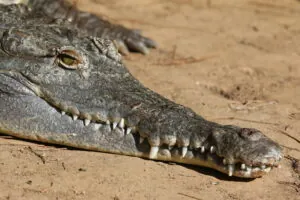 Crocodile close-up of snout