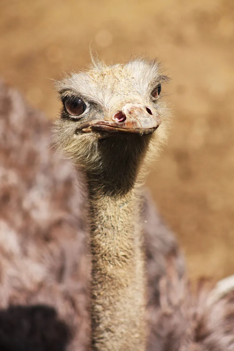 Ostrich face