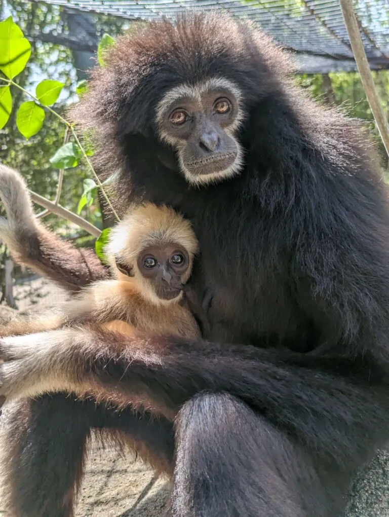 Baby Gibbon sitting on mother's lap