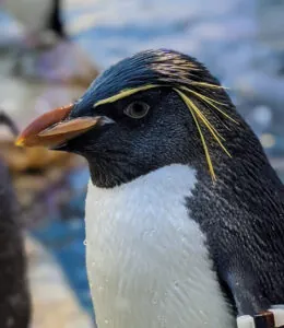 Rockhopper penguin headshot