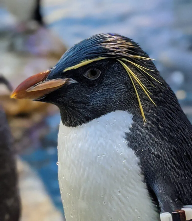 Rockhopper penguin headshot