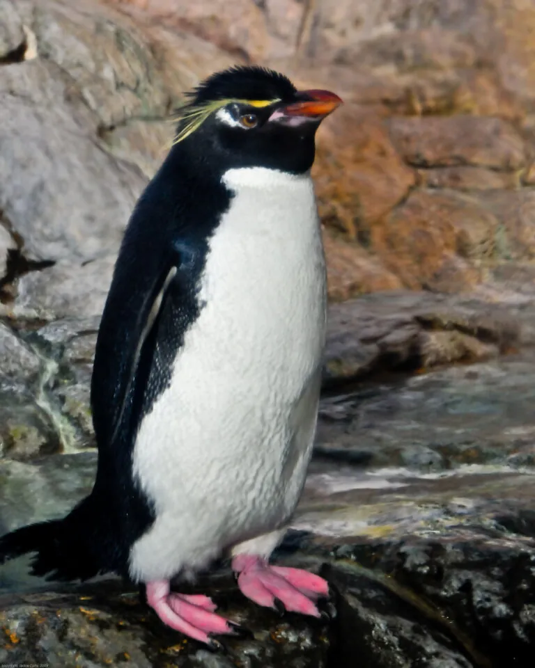 Rockhopper penguin