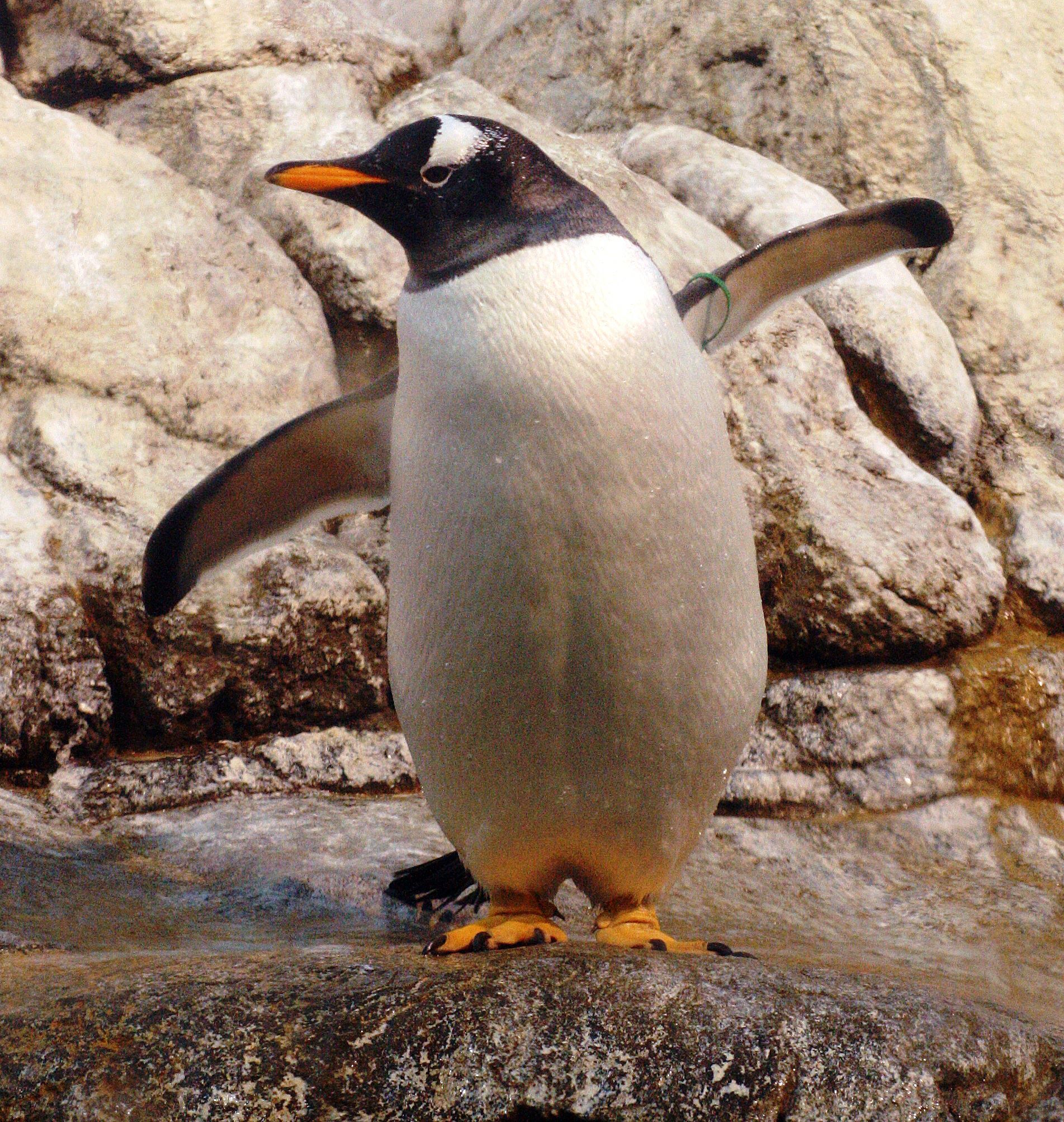 penguin