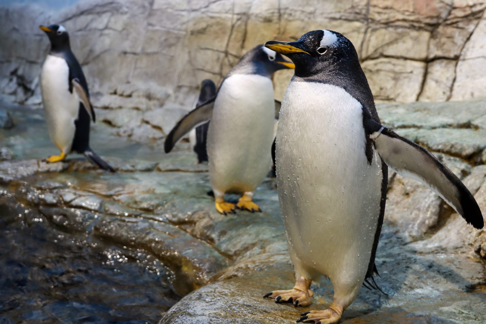 penguins in the ocean exhibit at indy zoo