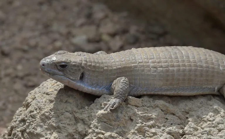 Great plated lizard close-up