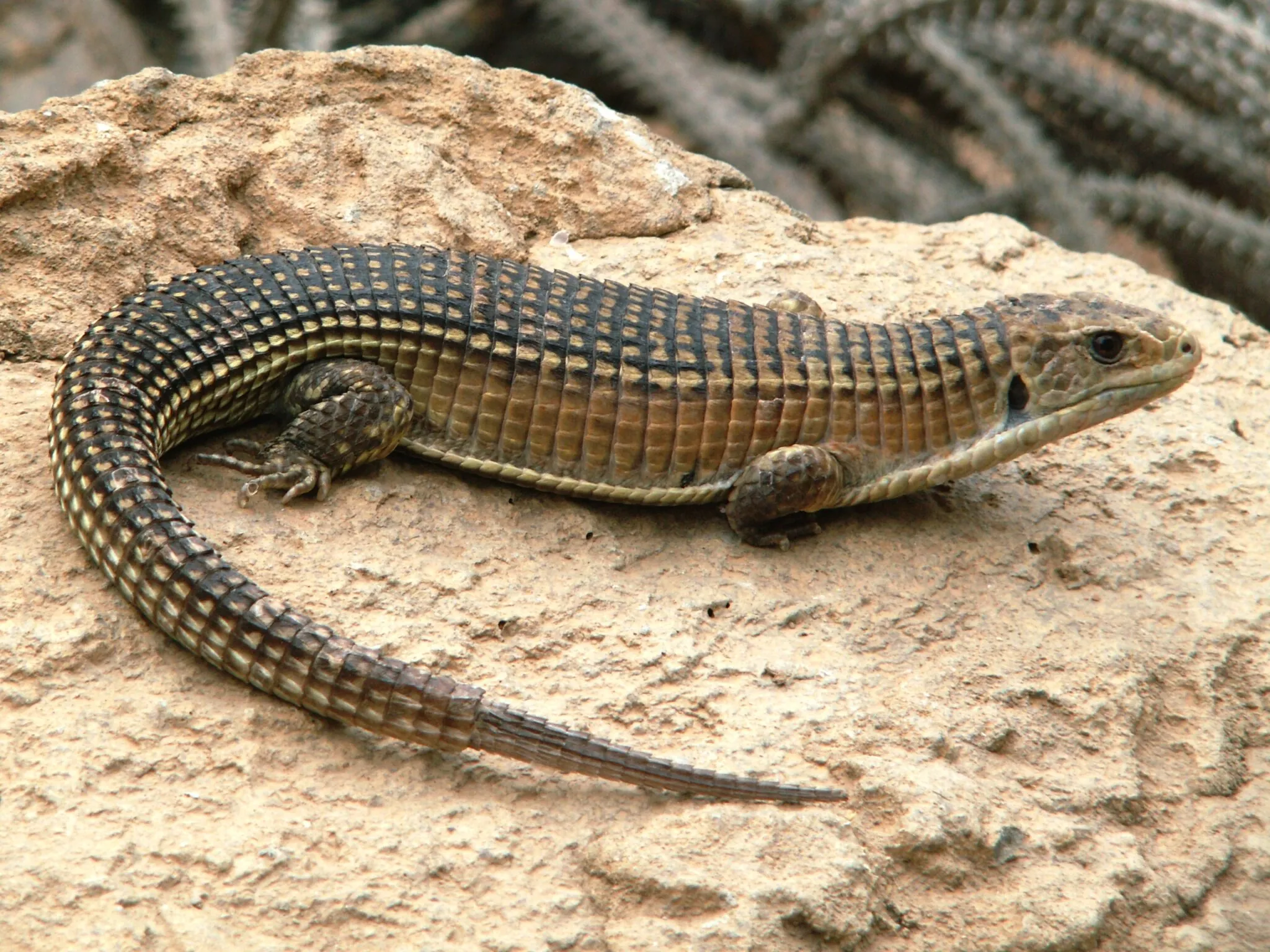 Plated lizard on a rock