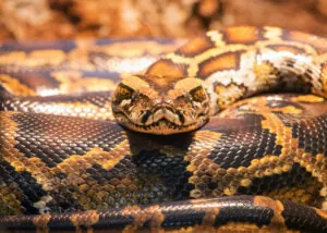Reticulated python close-up
