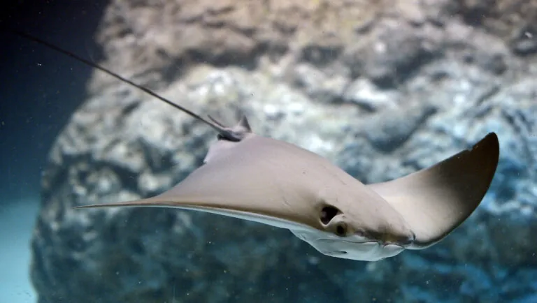 Cownose ray