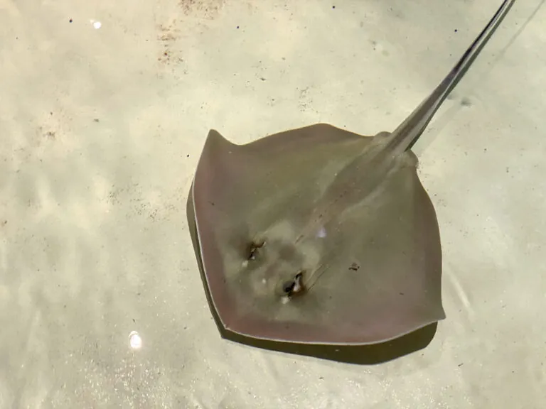 Southern stingray