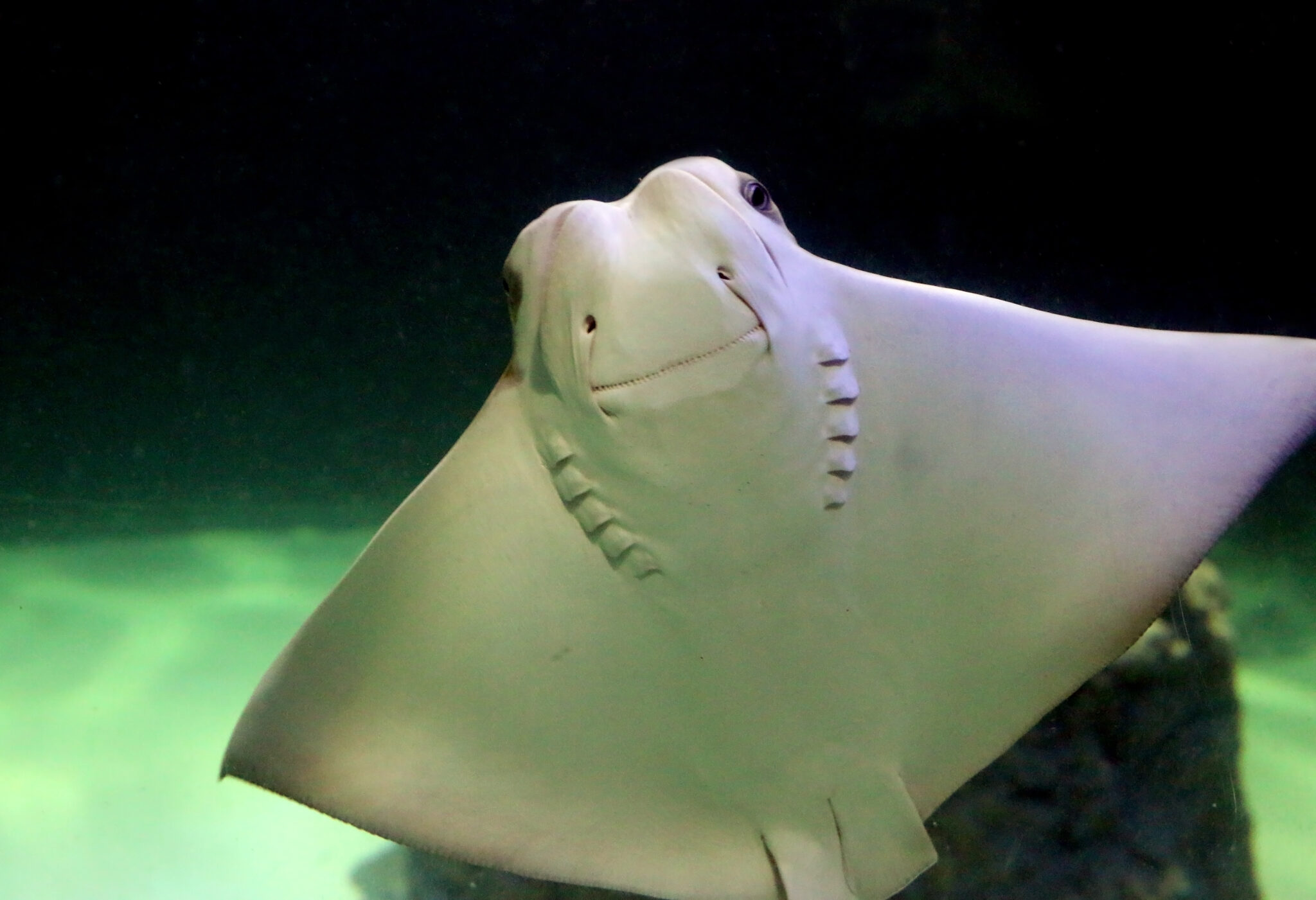 Underside of a cownose ray