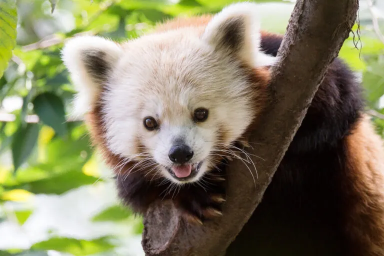 Red panda on a branch