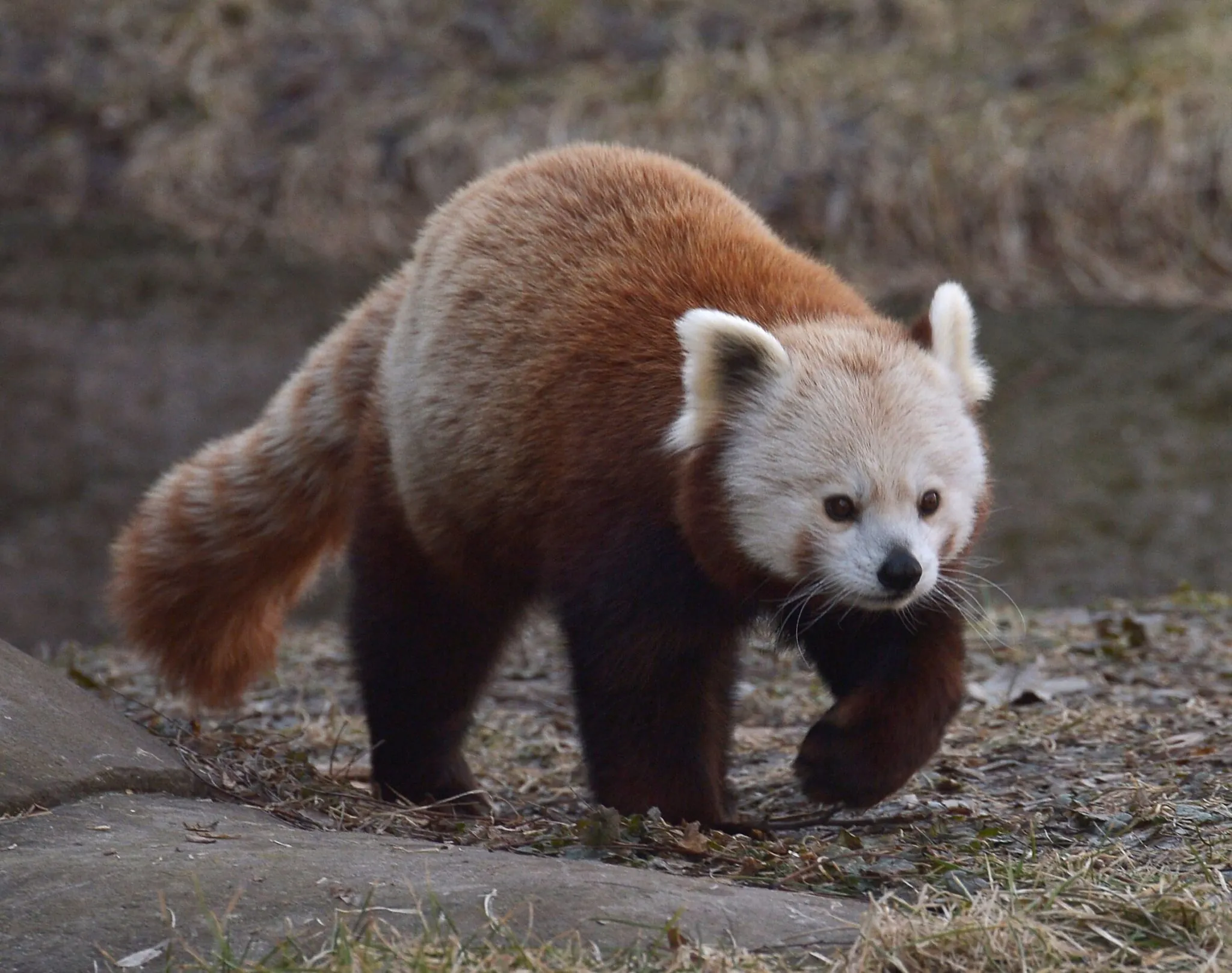 Red panda walking