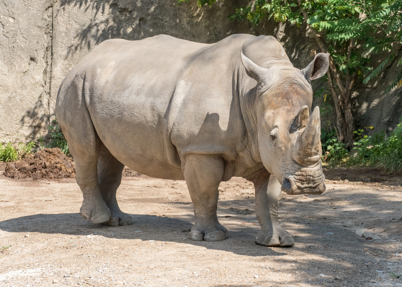 Rhino Chat - Indianapolis Zoo