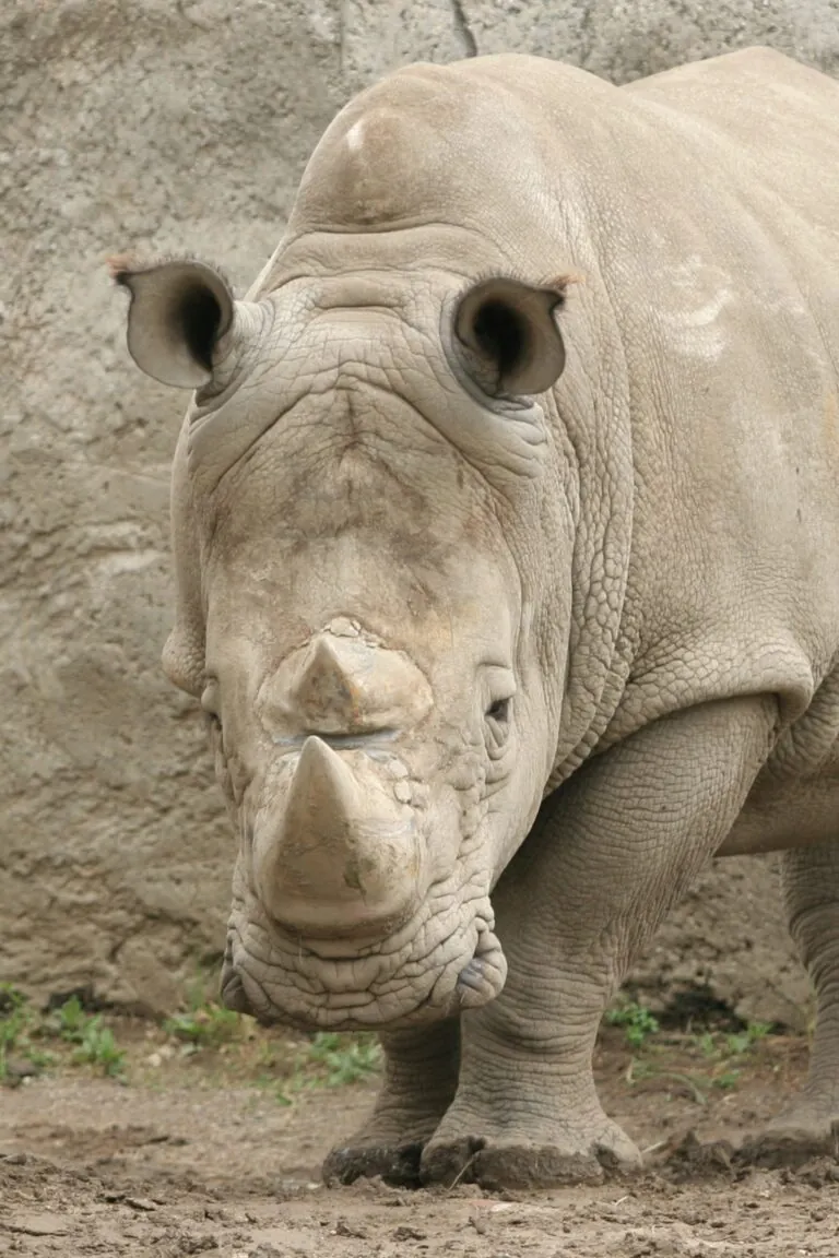 Rhino face