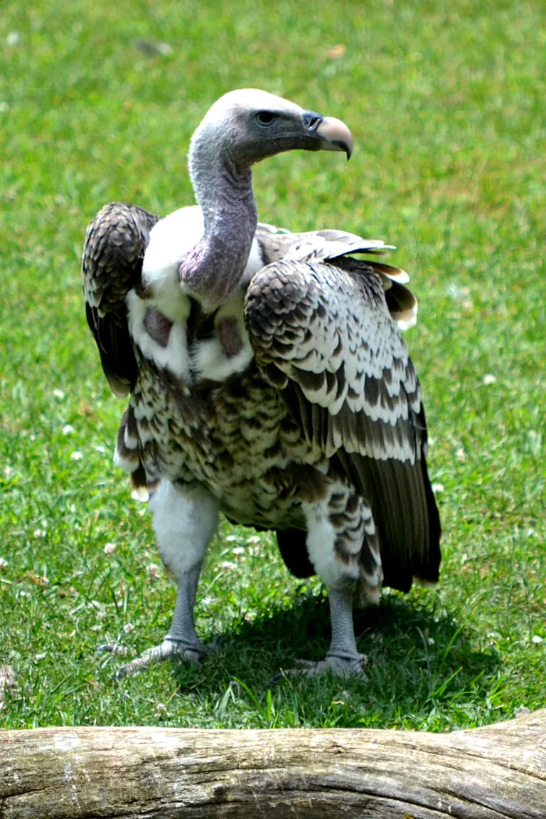 Ruppell's Griffon Vulture