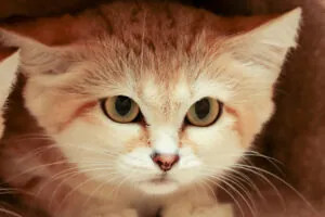 Sand cat close-up