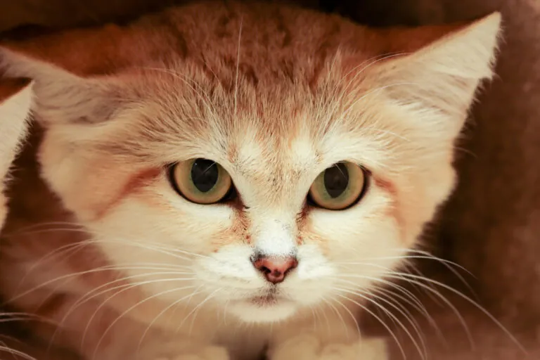 Sand cat close-up