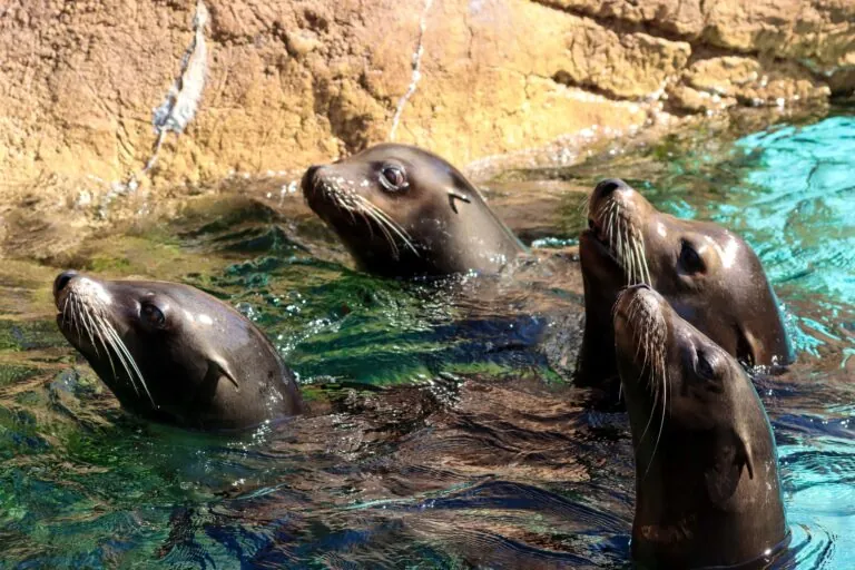 Group of four sea lions stick their heads above teal blue water inside a Zoo exhibit.