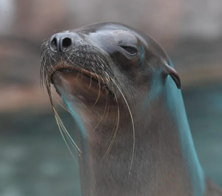 Sea lion face