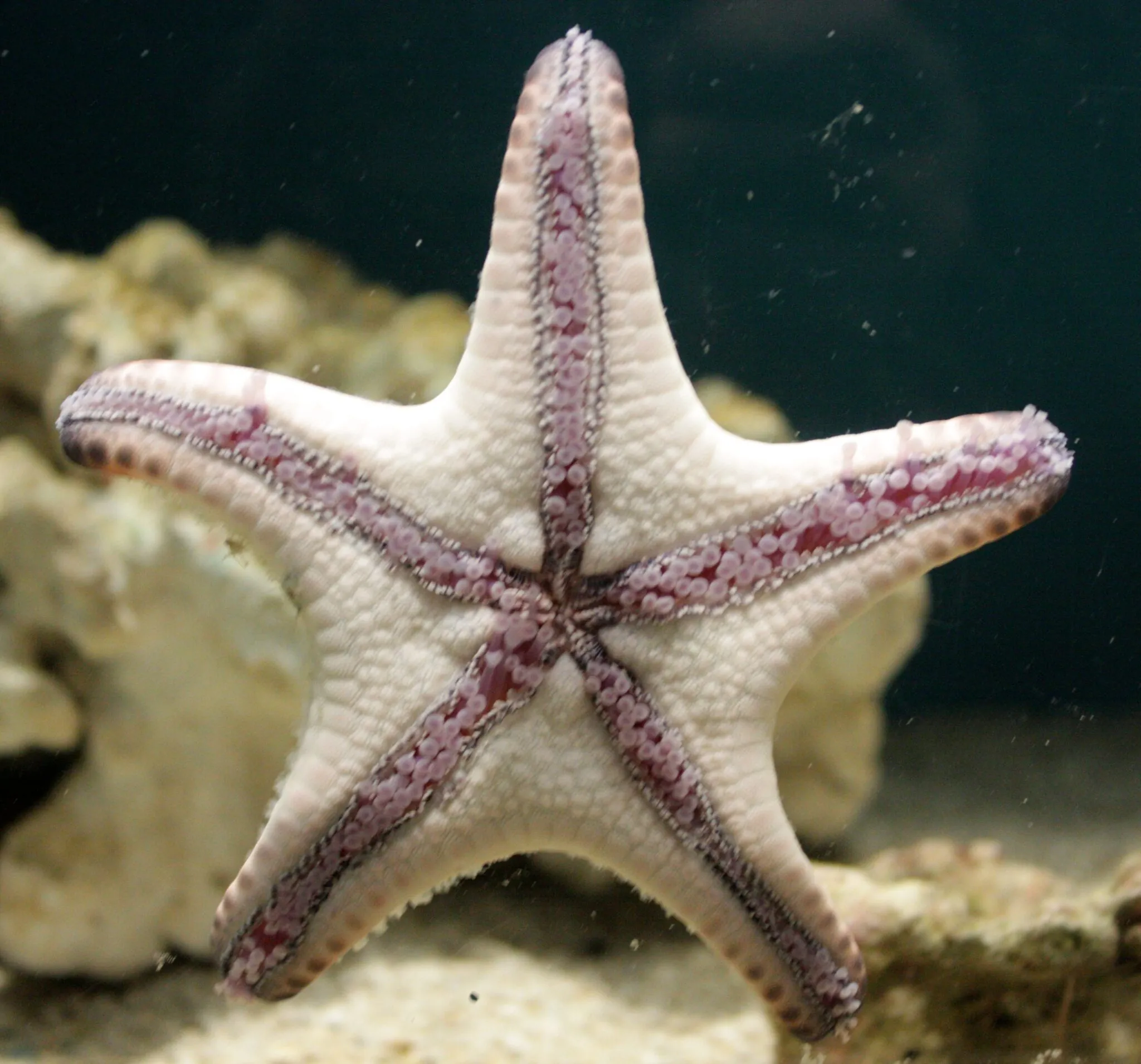 Sea star--underside