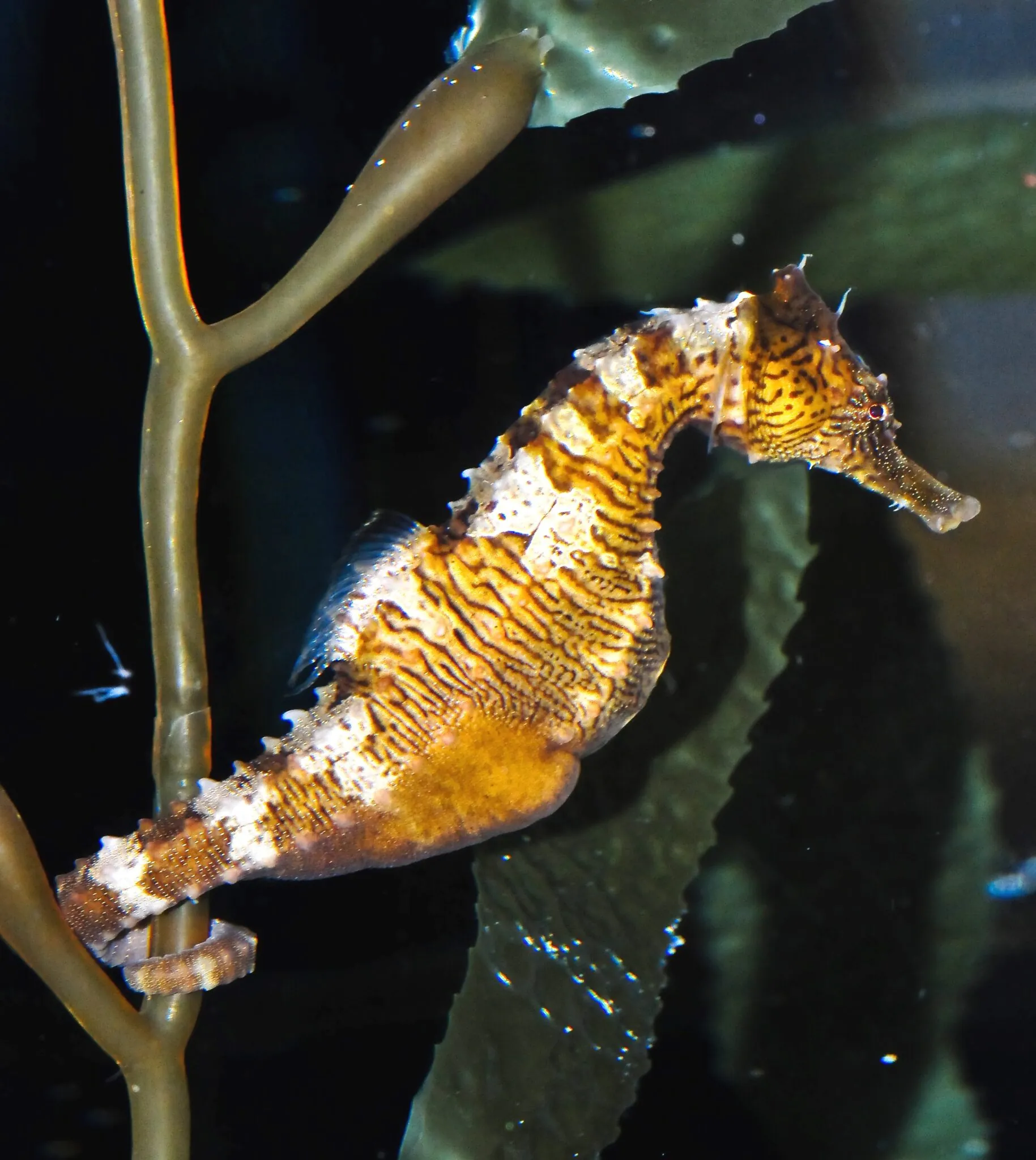 Seahorse holding onto kelp with its tail