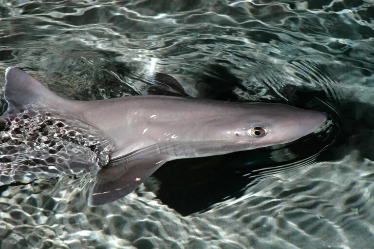 Dogfish shark