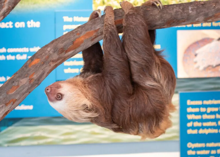 sloth hanging from branch inside zoo exhibit