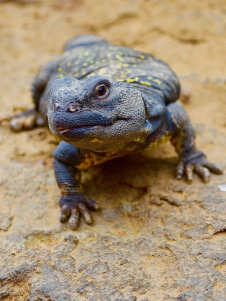 Mali spiny-tailed lizard