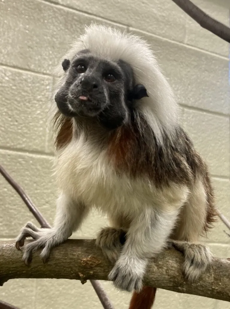 Cotton-top tamarin