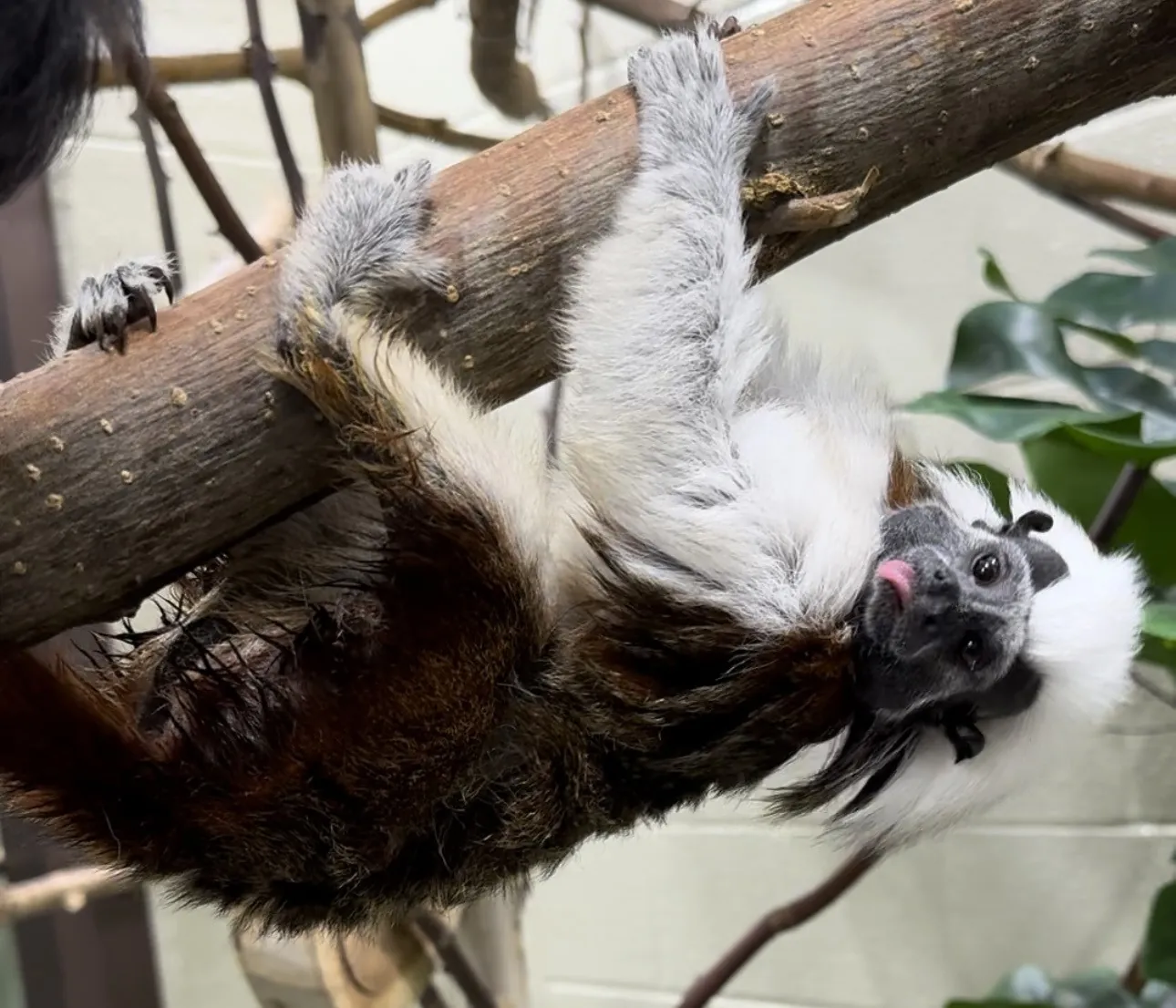 Cotton-top tamarin upside down hanging from a branch