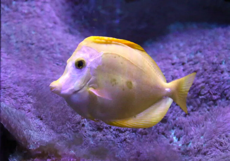 Yellow tang fish