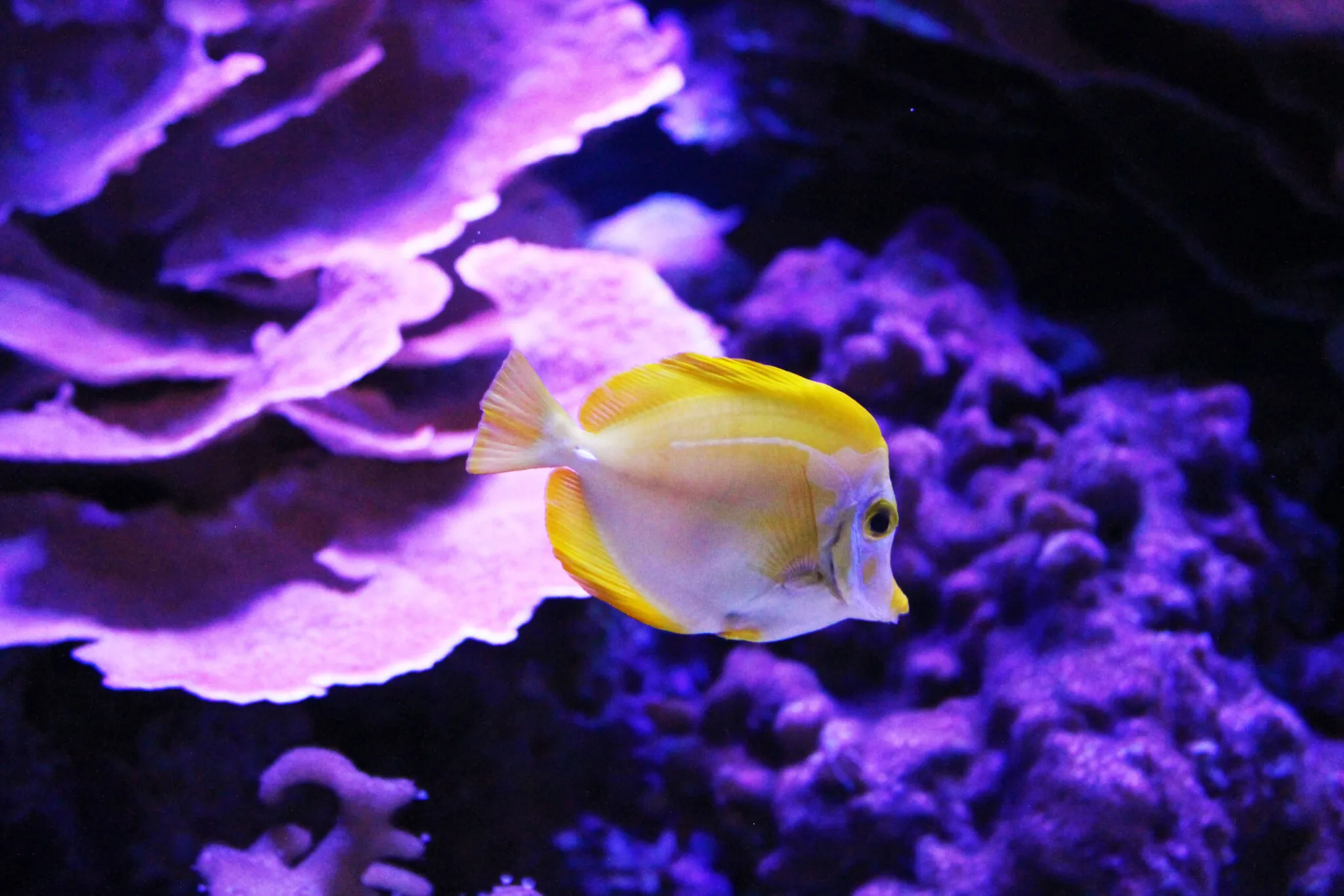 Yellow tang in a reef